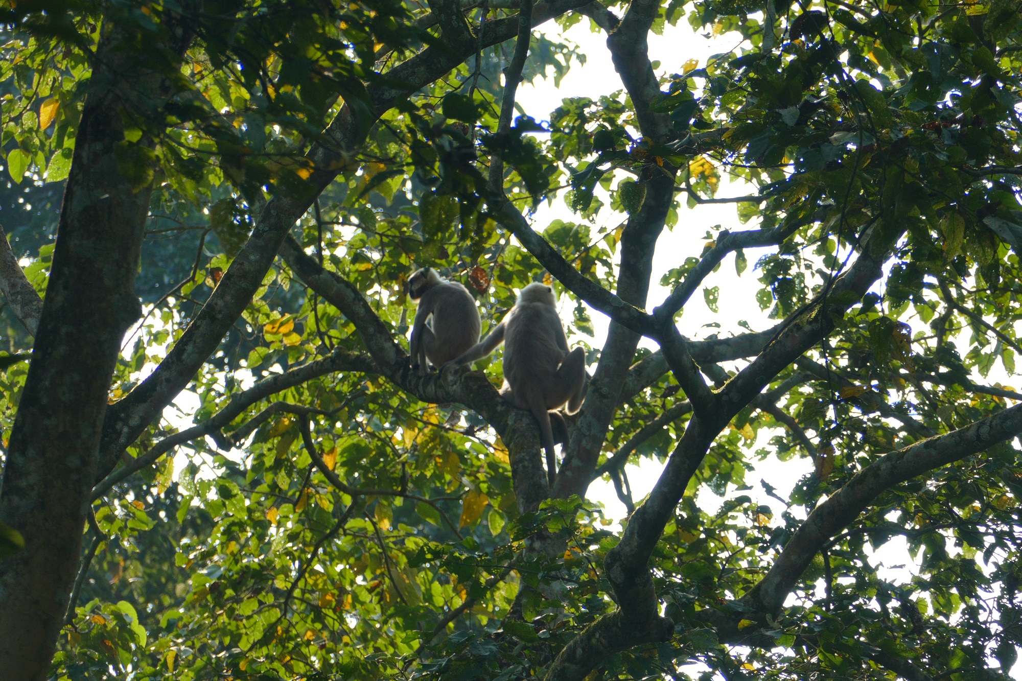 Chitwan singe