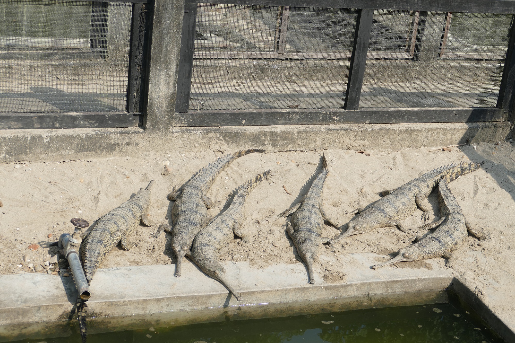 Chitwan gavials