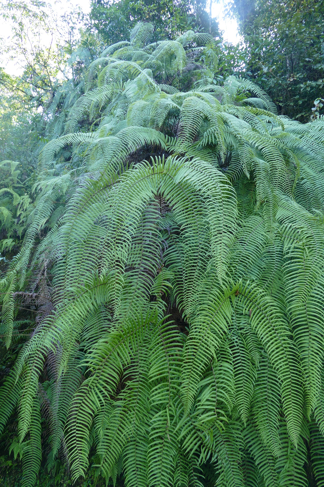 Trek Nepal Tirawa foret subtropical