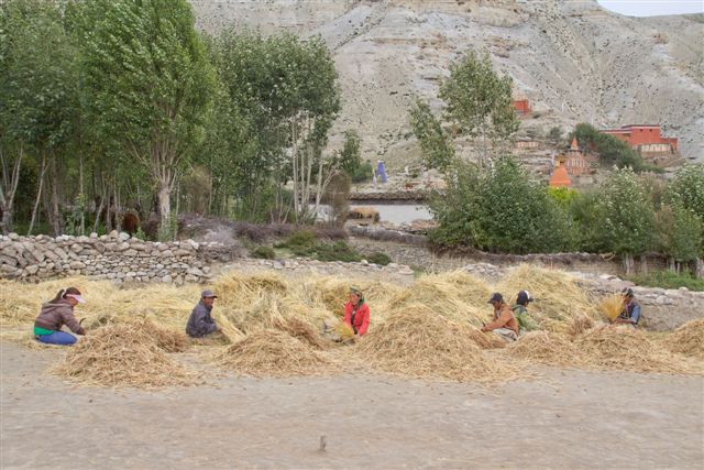 Séparation du grain des tiges