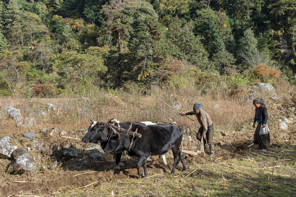 On retrouve le travail des champs - De Bimtang à Tilje