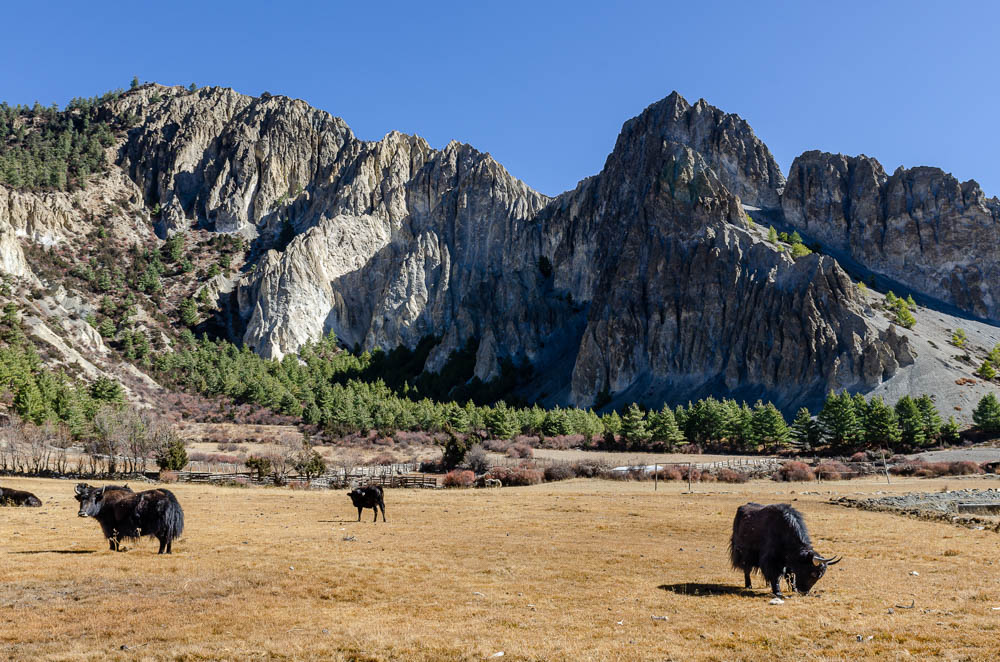 Les yacks - De Ngawal à Manang