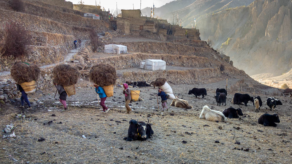 Le portage du foin - De Manang à Thorong Phedi par Kanghsar