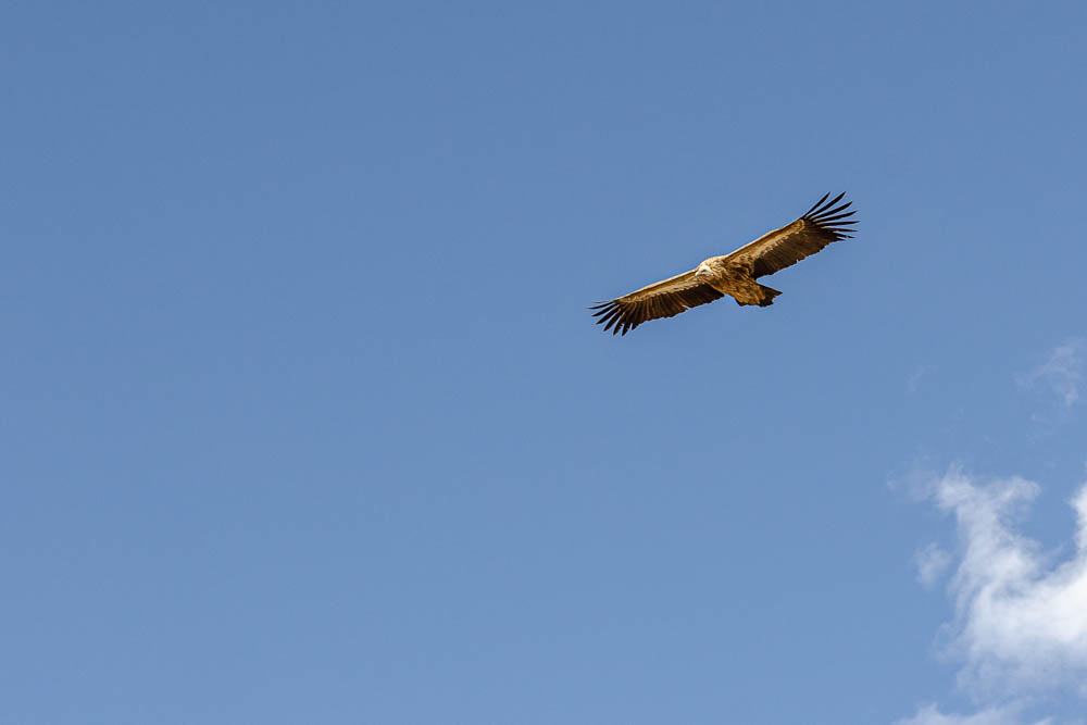 Un des vautours - De Manang à Thorong Phedi par Kanghsar