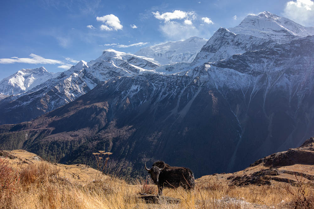 Belles cornes - De Manang à Thorong Phedi par Kanghsar