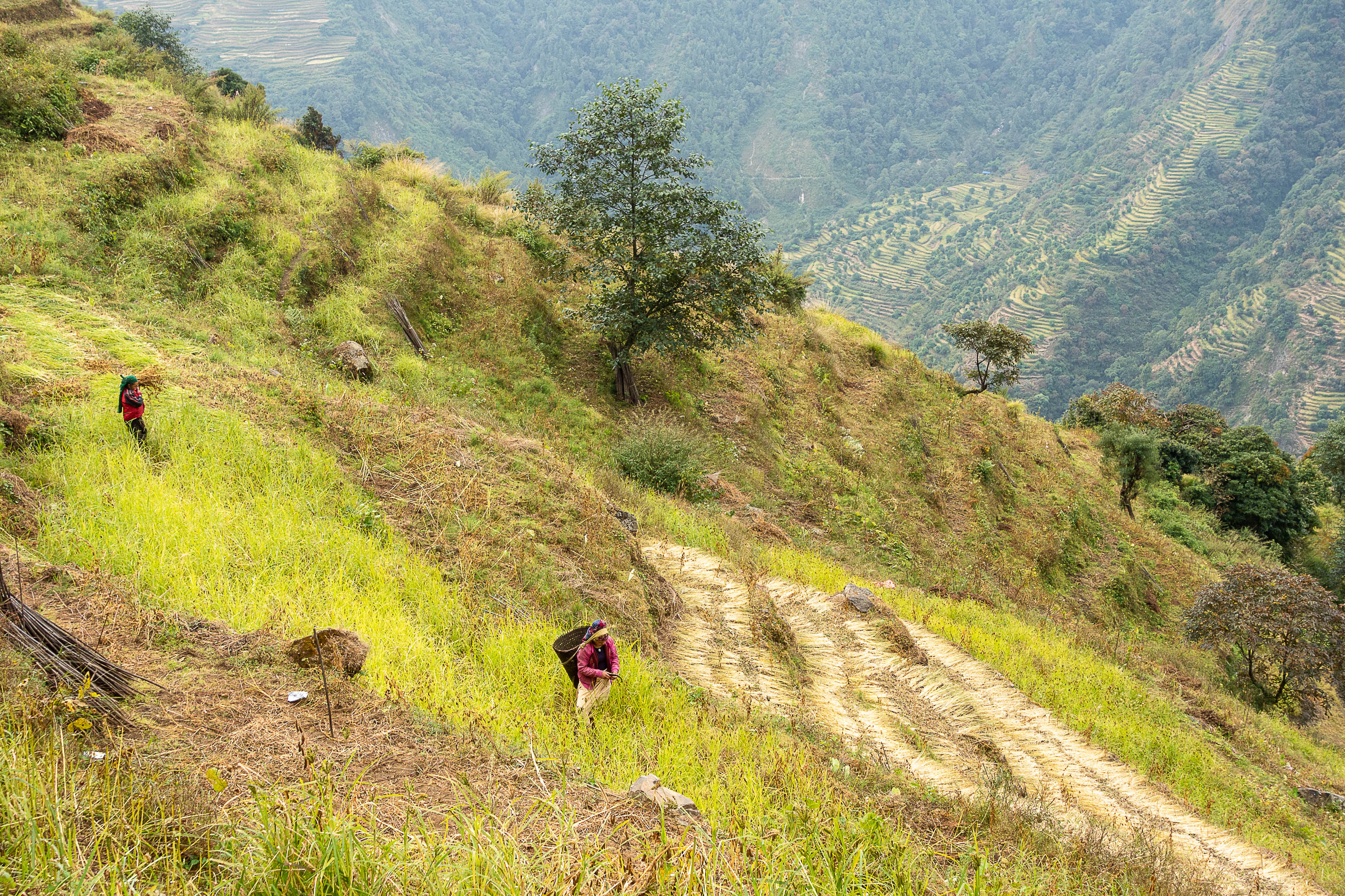 Entre Laprak et Khorlabesi Manaslu Népal
