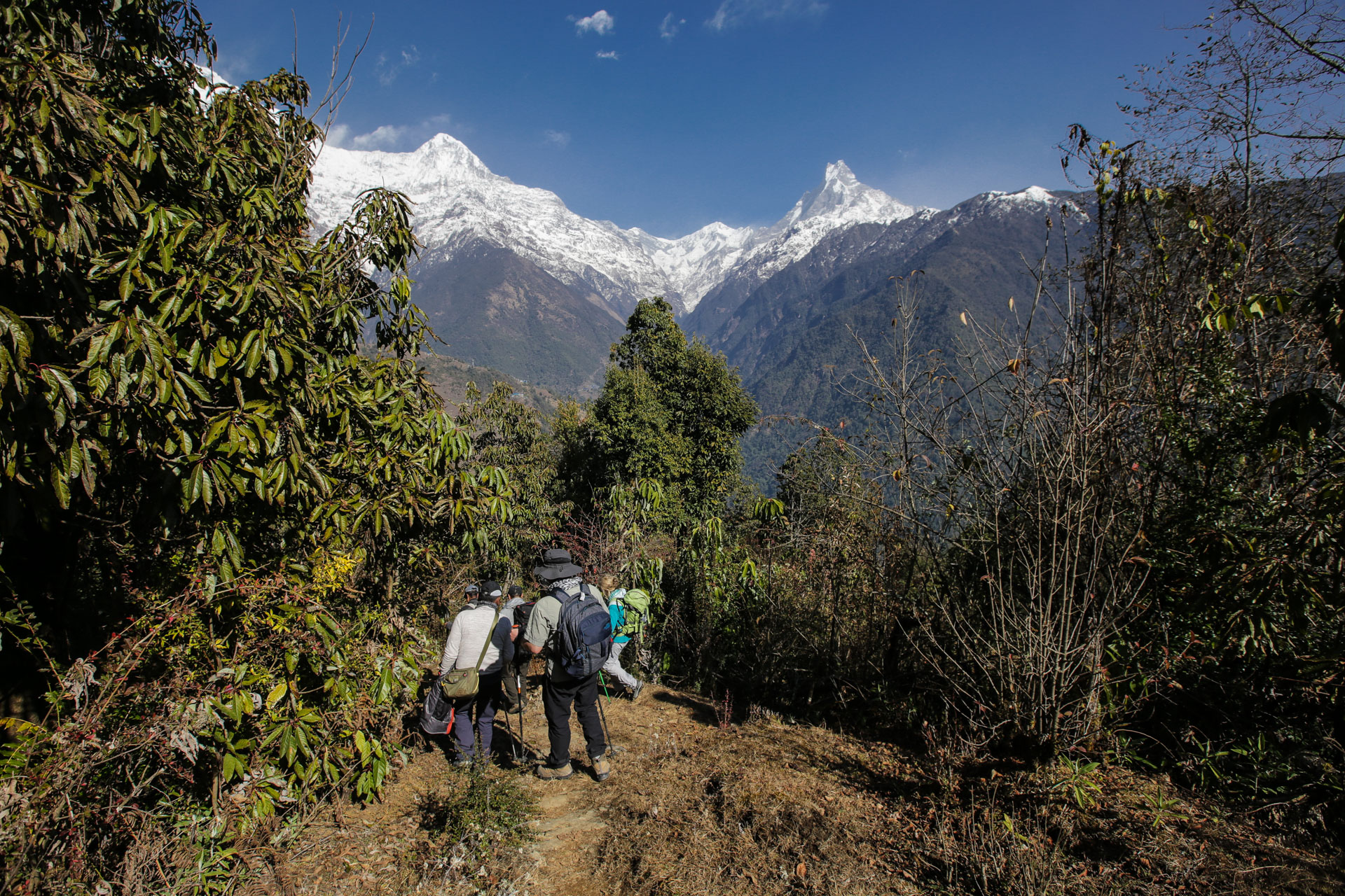 Descente dans une forêt de bambous