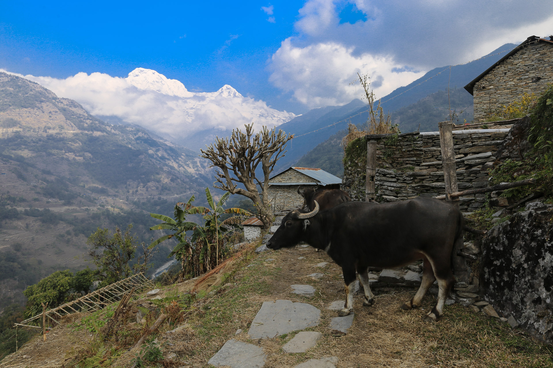 Au fond, Annapurna South et Hiunchuli
