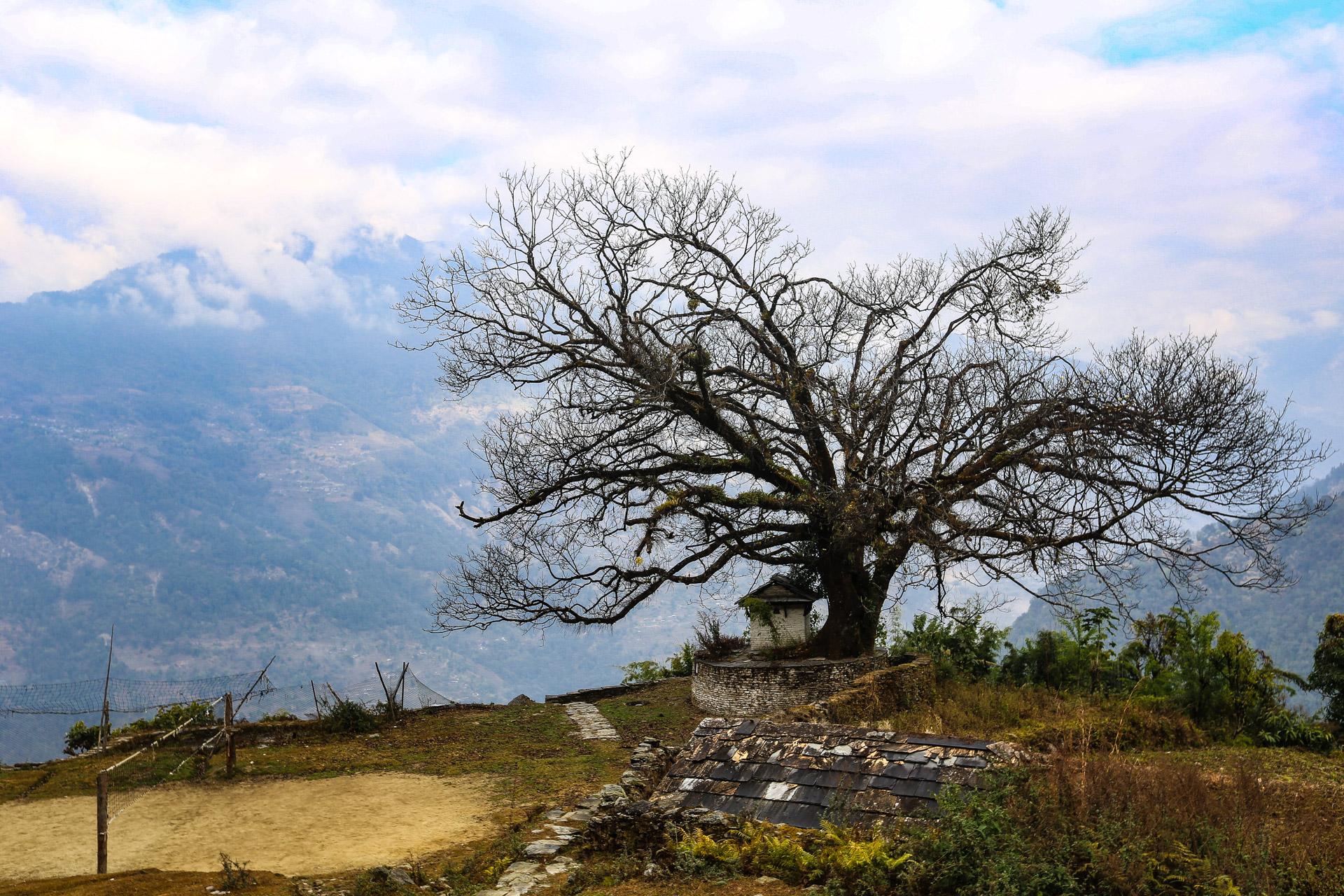 Arbre remarquable