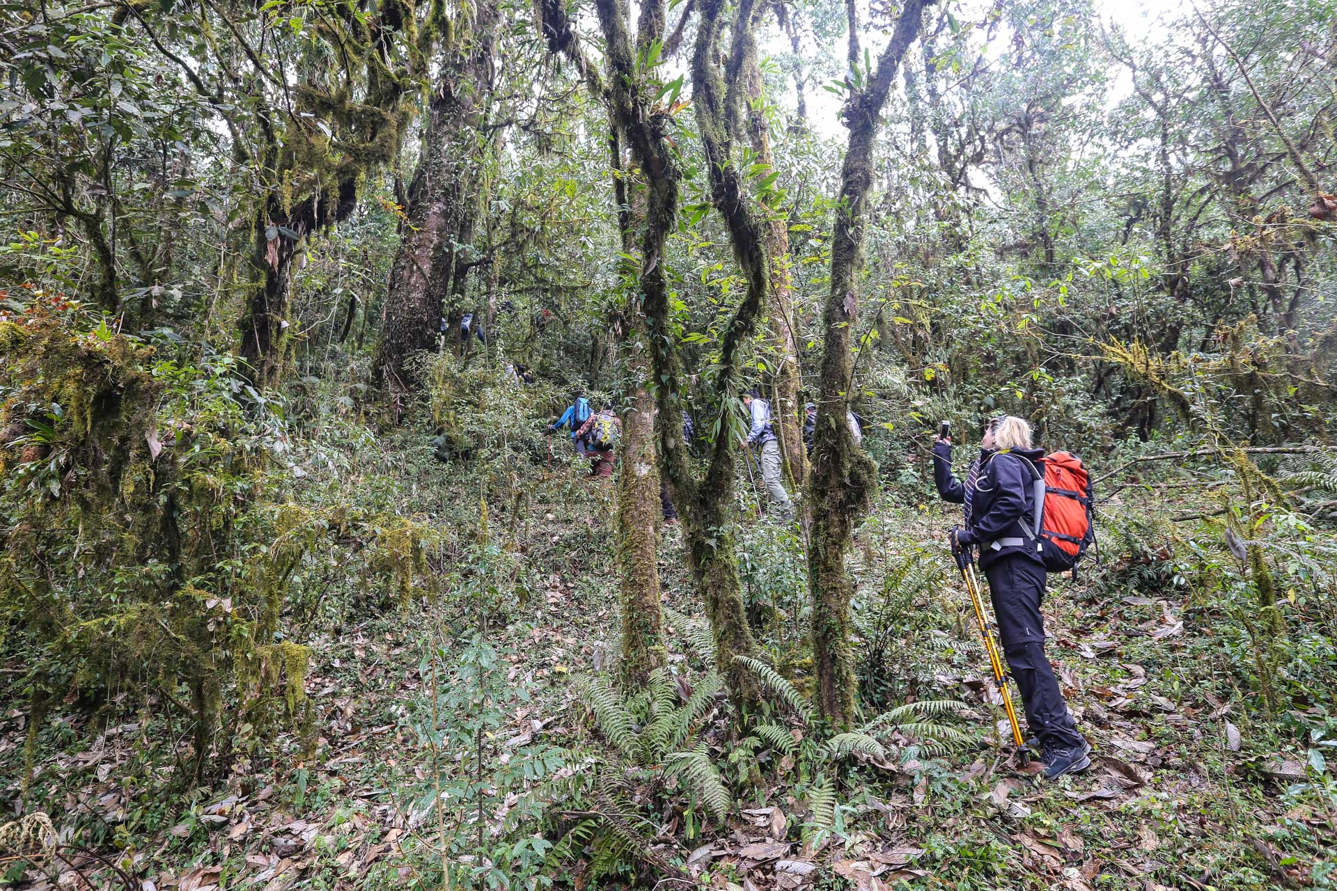 Début du cheminement dans la forêt primaire