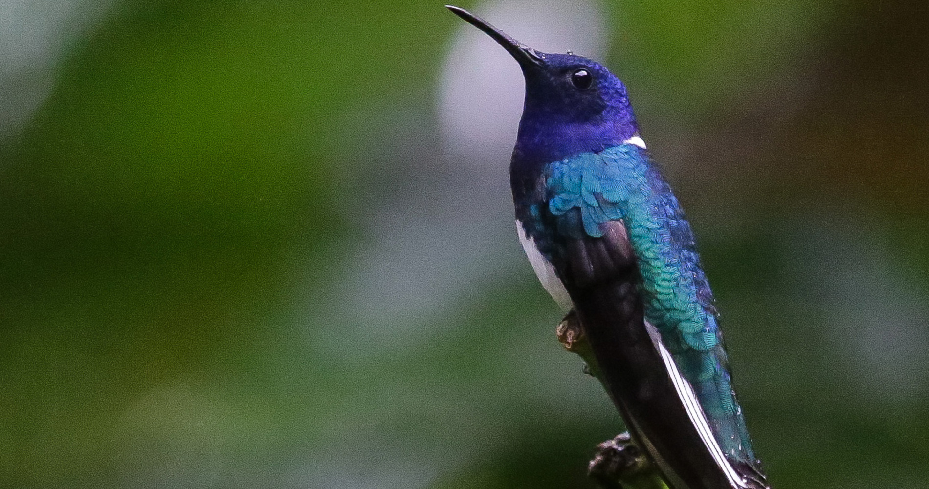 Colibri