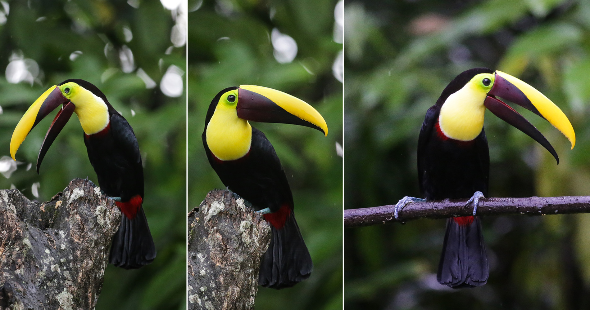 Toucan tocard