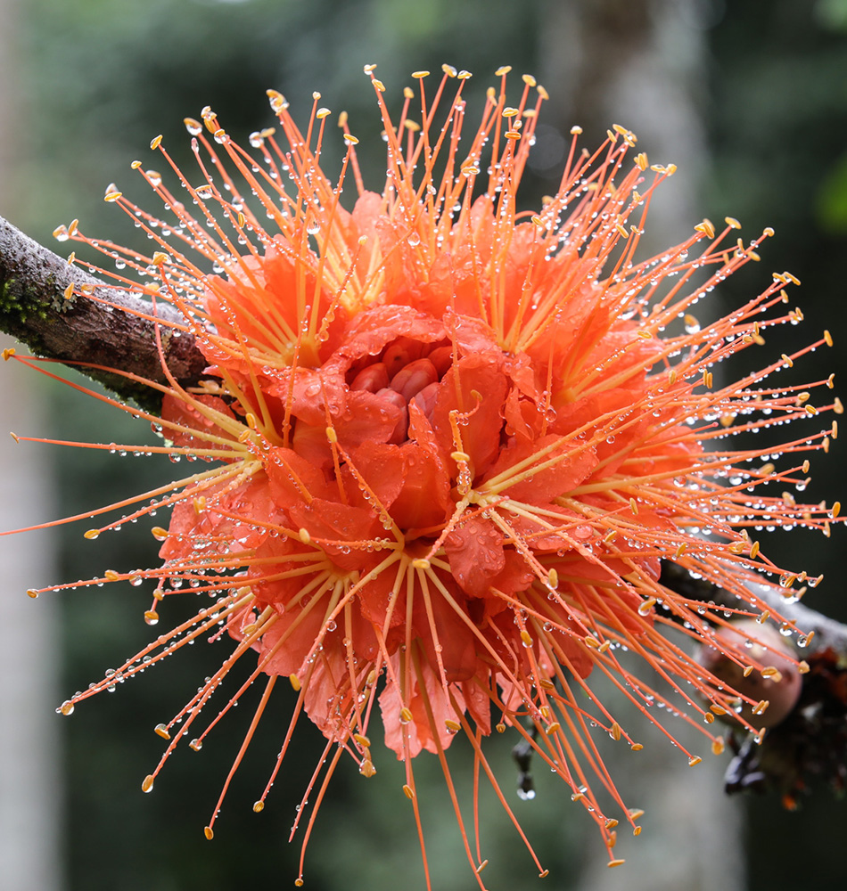 Fleurs Costa Rica