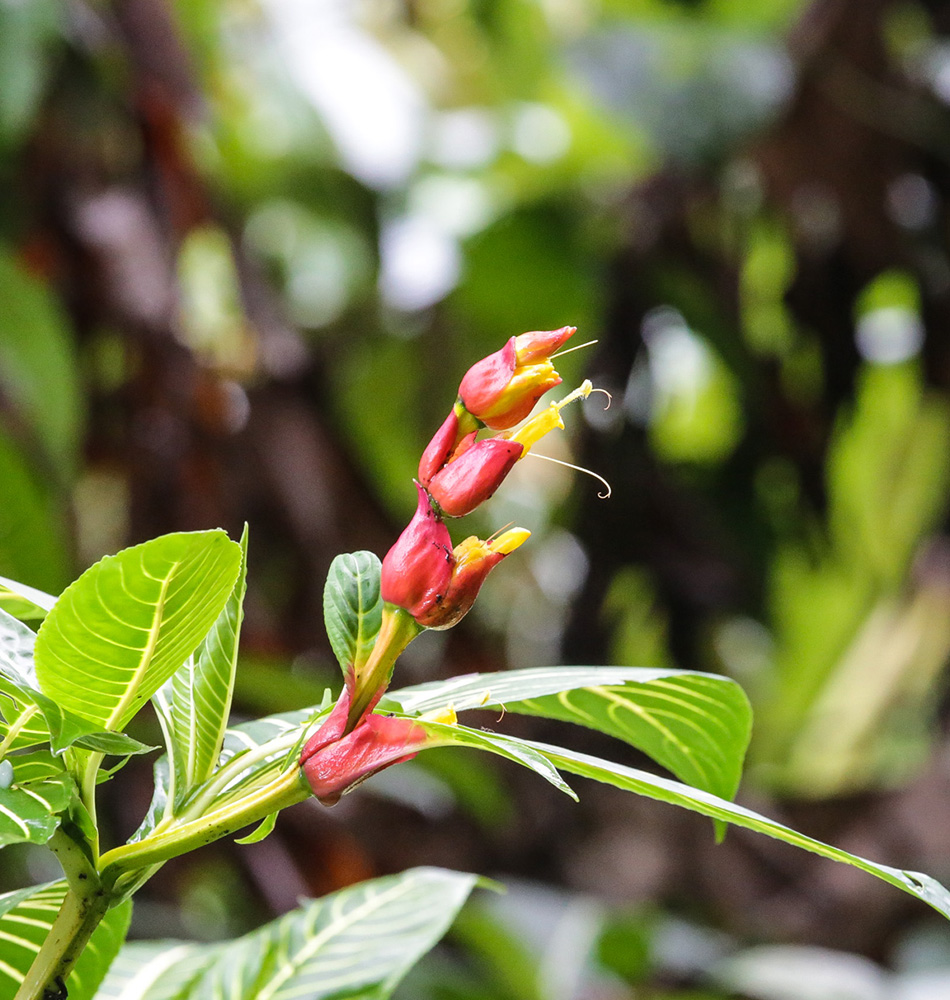 Fleurs Costa Rica