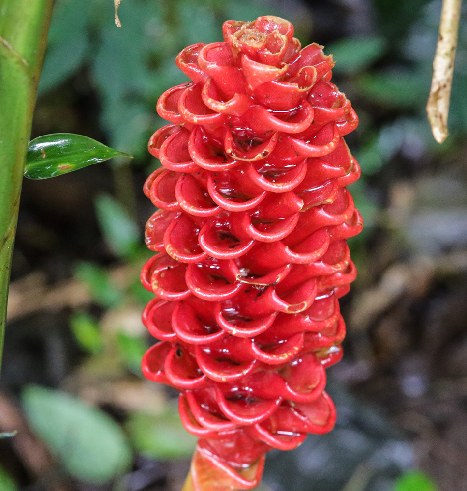 Fleurs Costa Rica