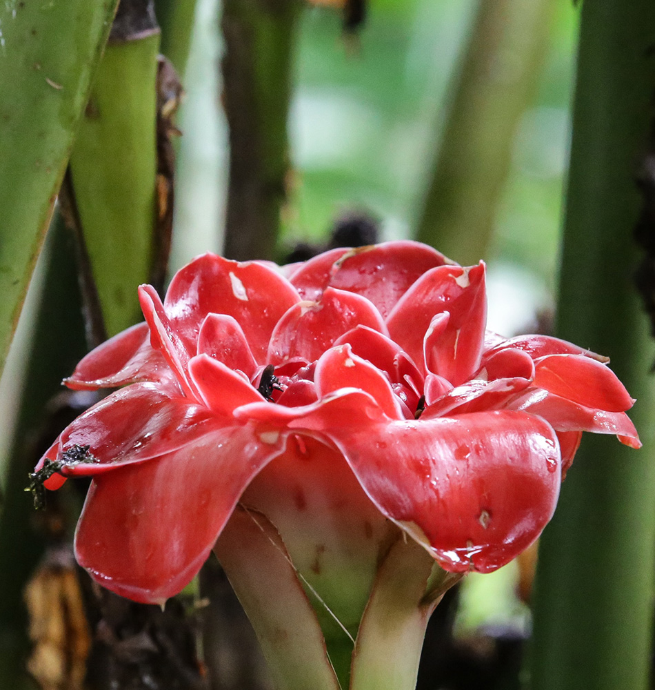Fleurs Costa Rica