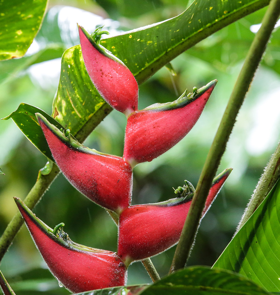 Fleurs Costa Rica