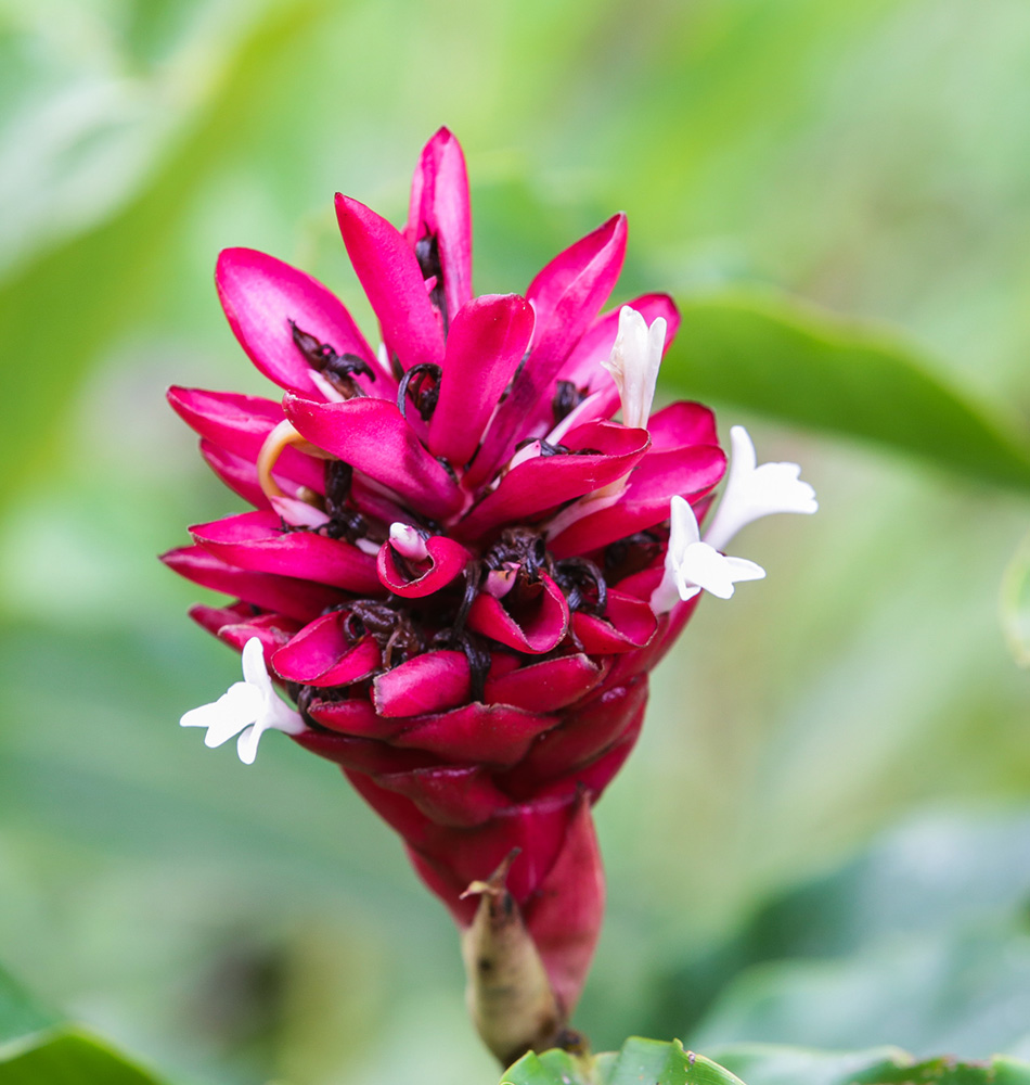 Fleurs Costa Rica