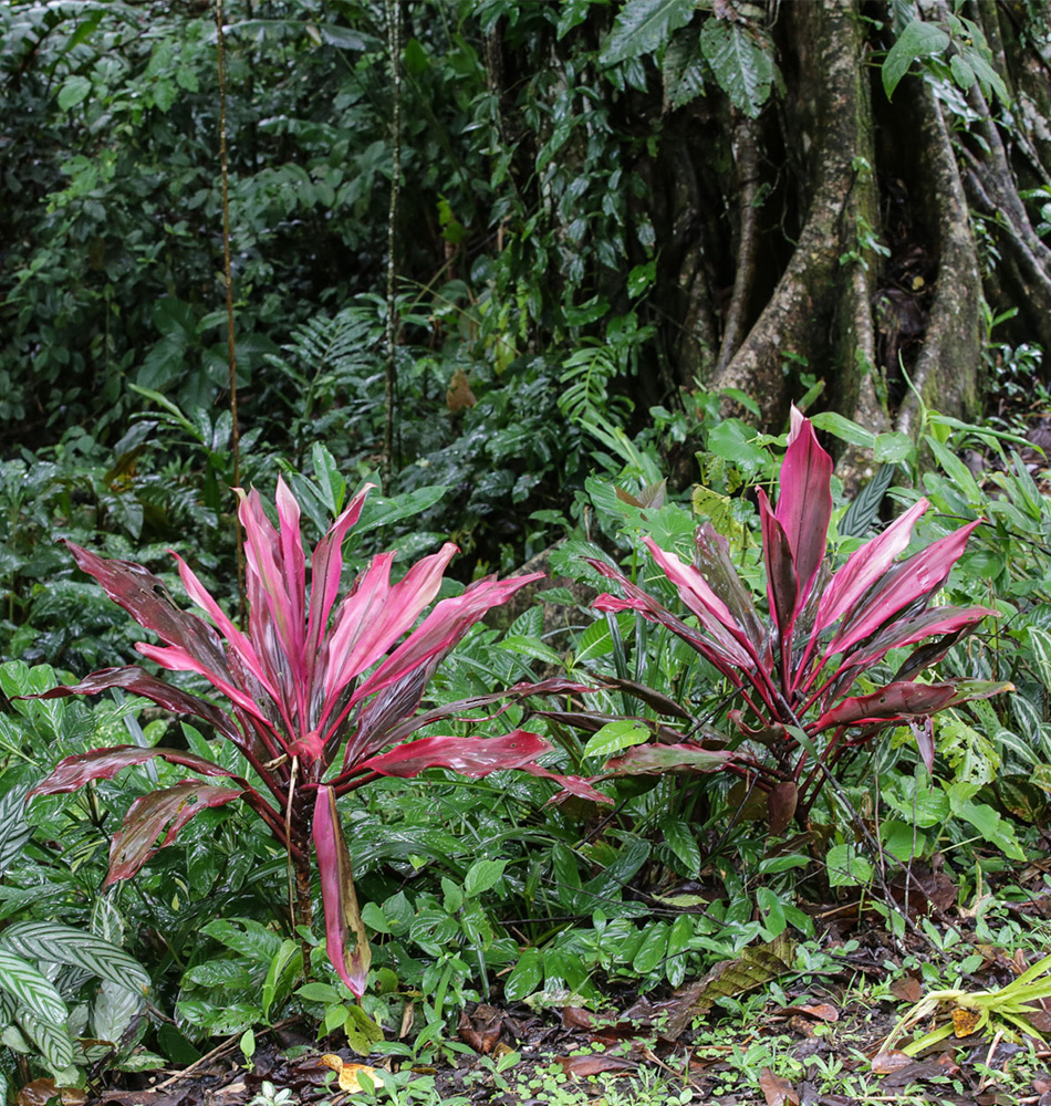 Fleurs Costa Rica