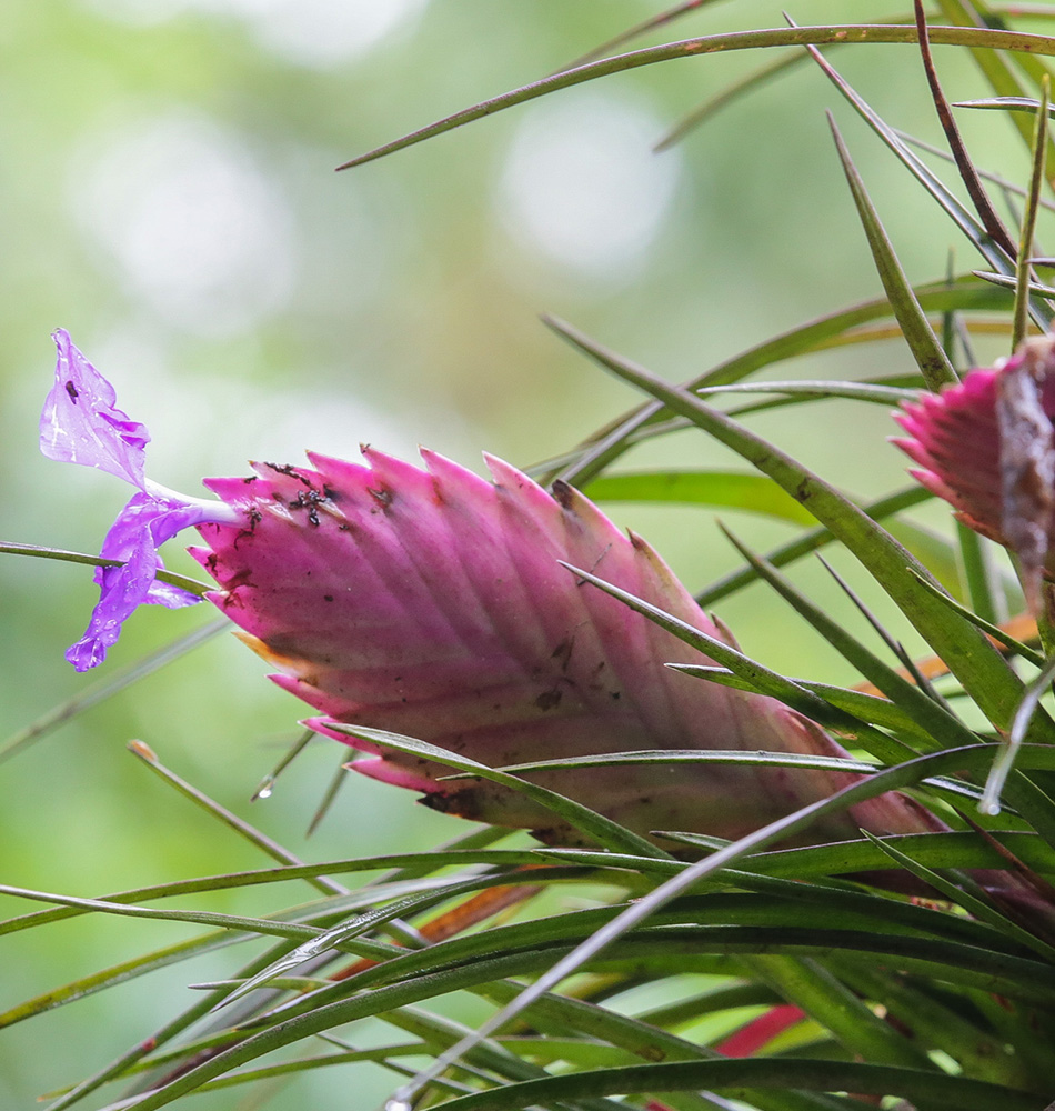 Fleurs Costa Rica