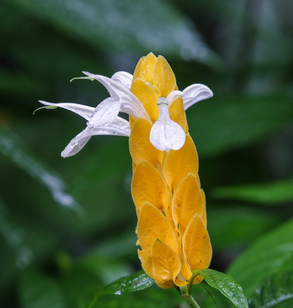 Fleurs Costa Rica