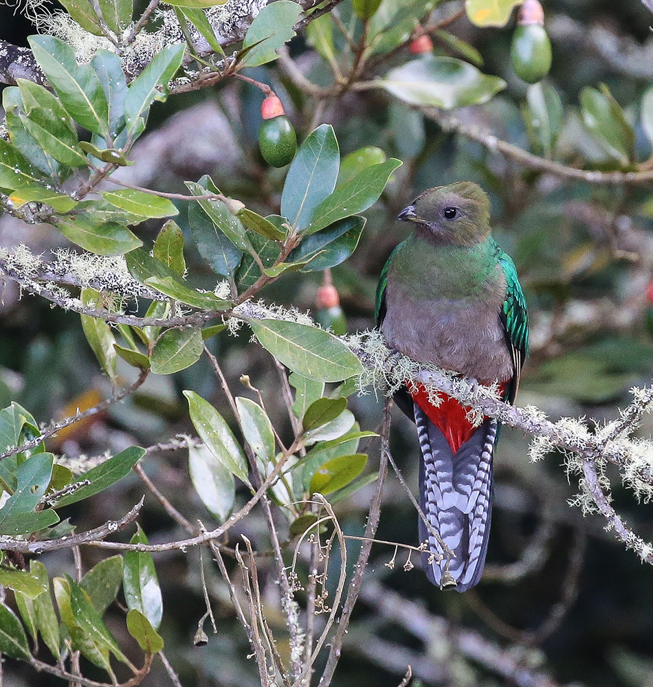 Une femelle Quetzal