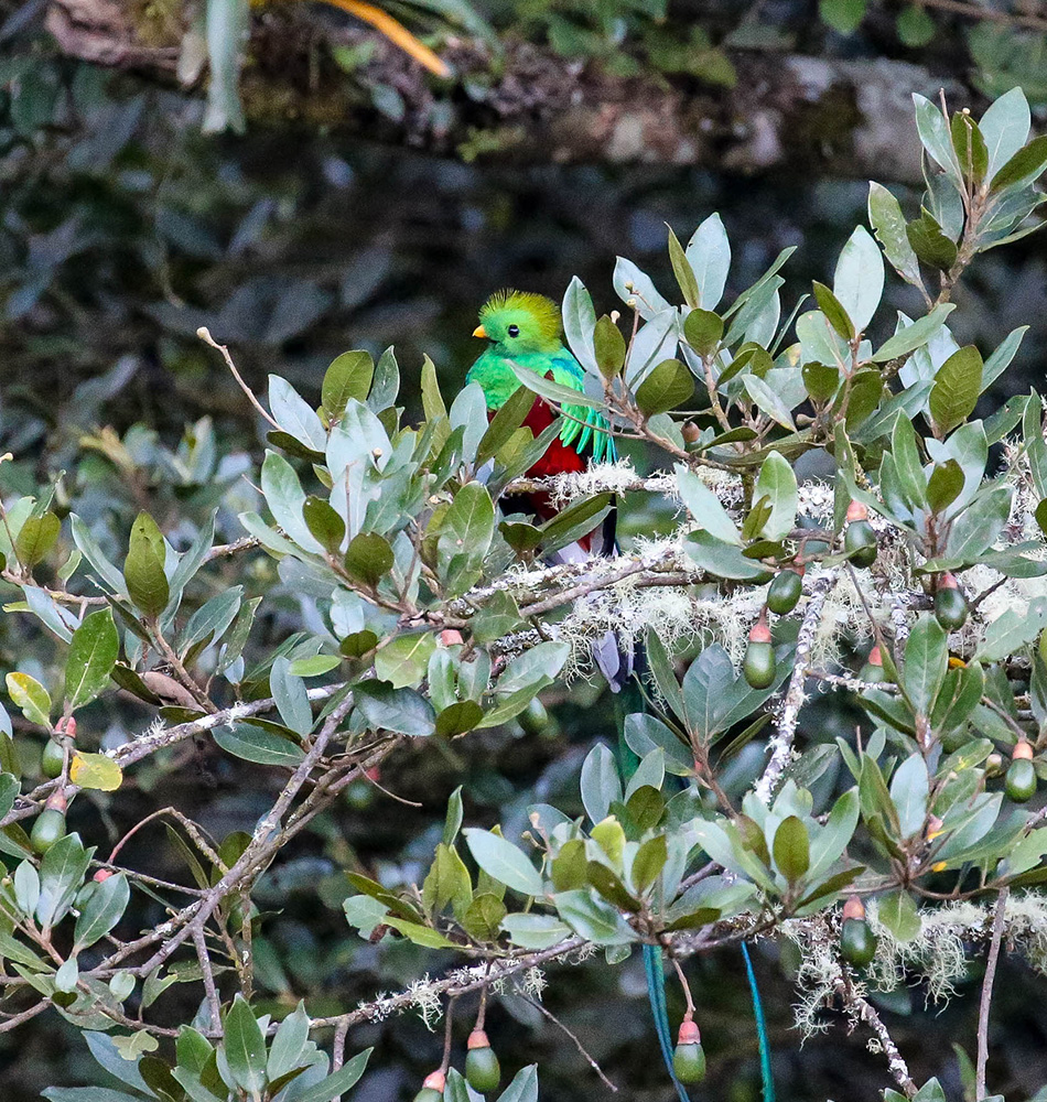 Quetzal en train de digérer