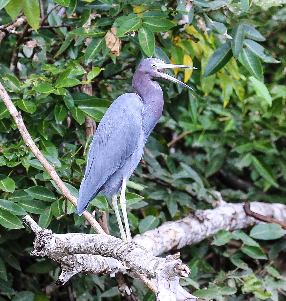 Aigrette bleue