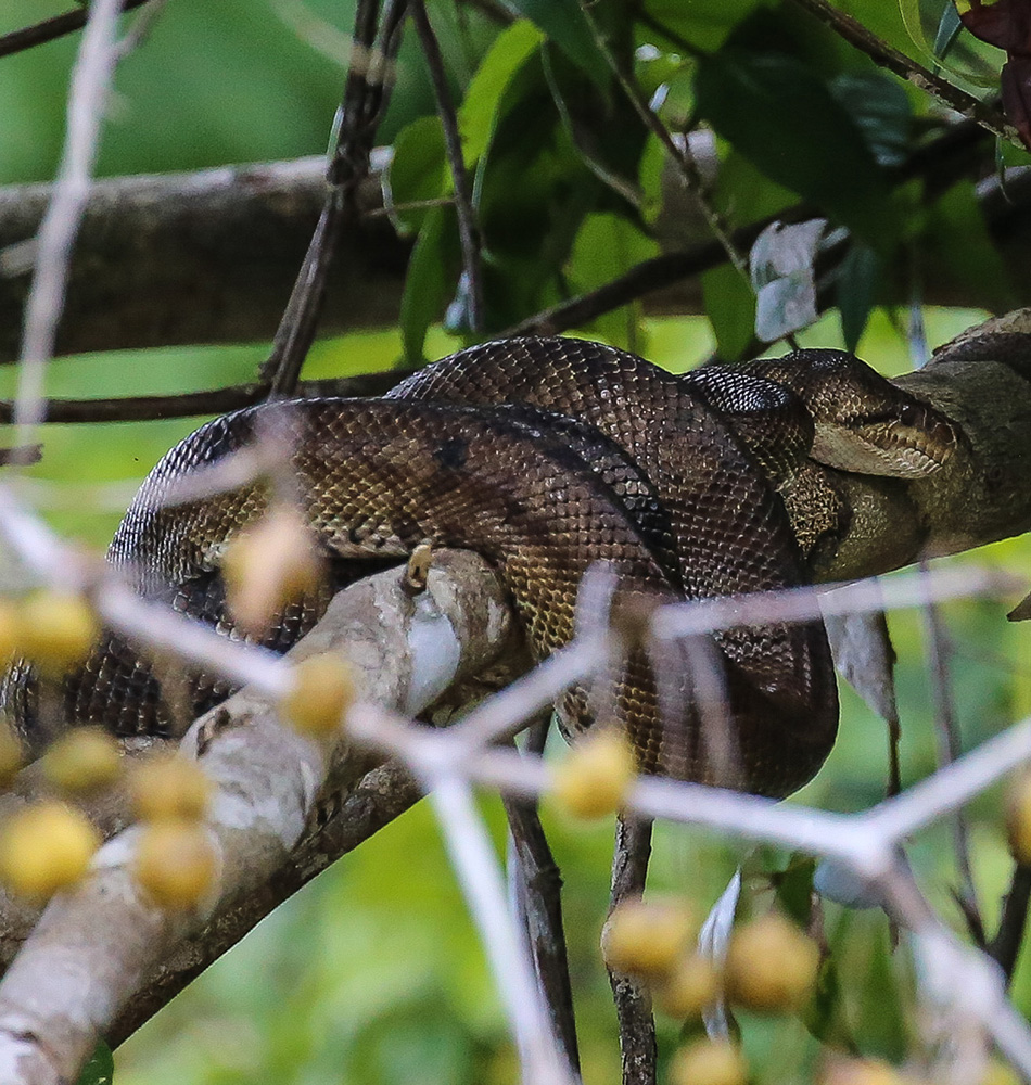 Boa constrictor