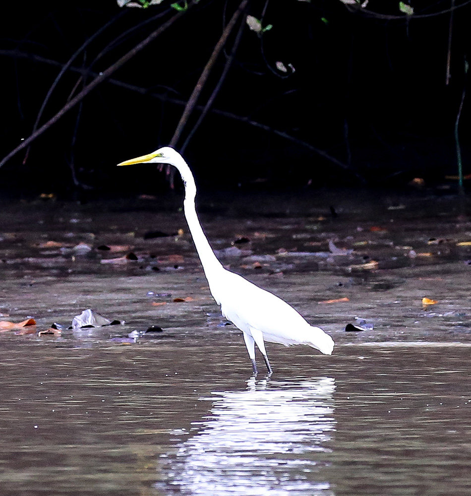 Grande Aigrette