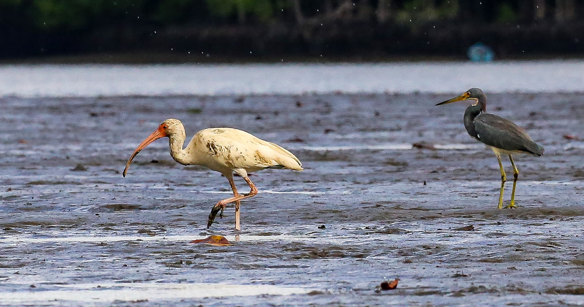  Ibis blanc et Aigrette bleue