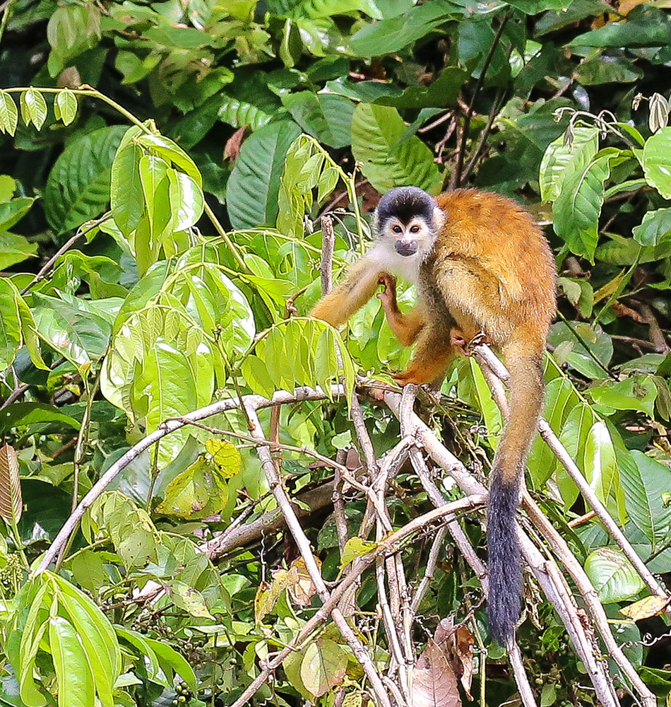 Saïmari commun (singe écureuil)