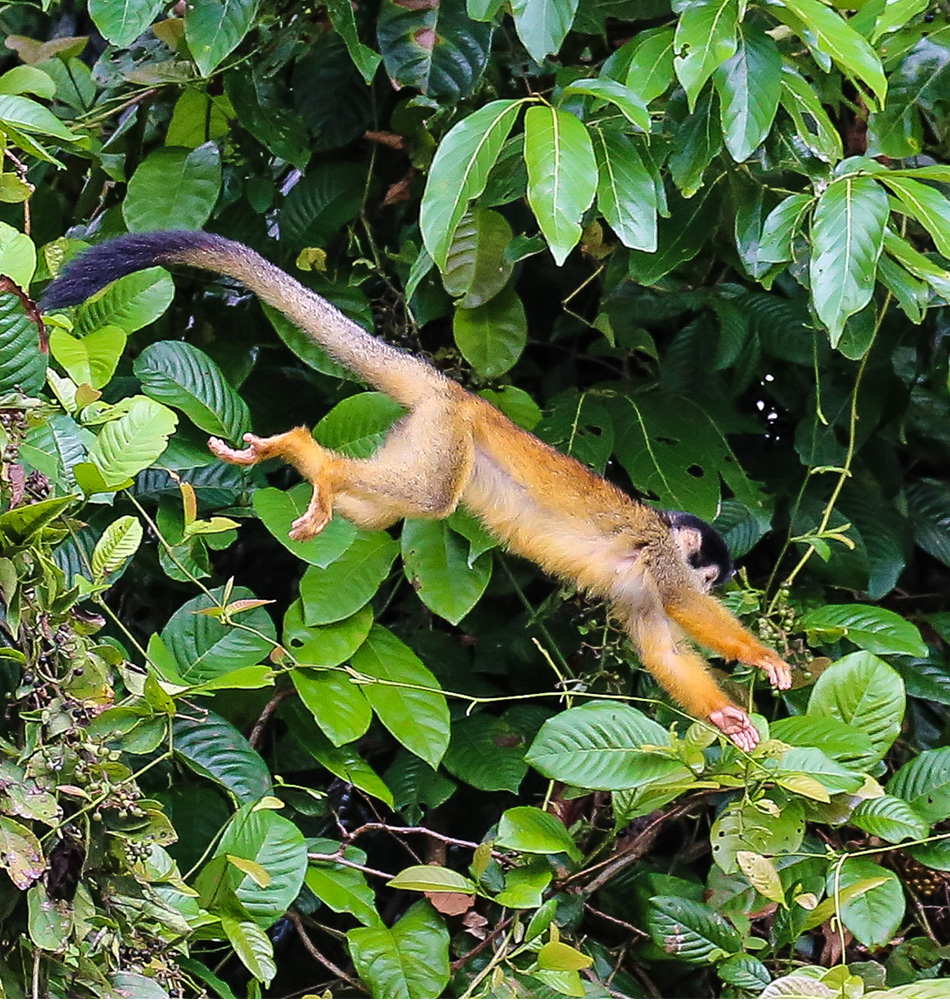 Saïmari commun (singe écureuil)