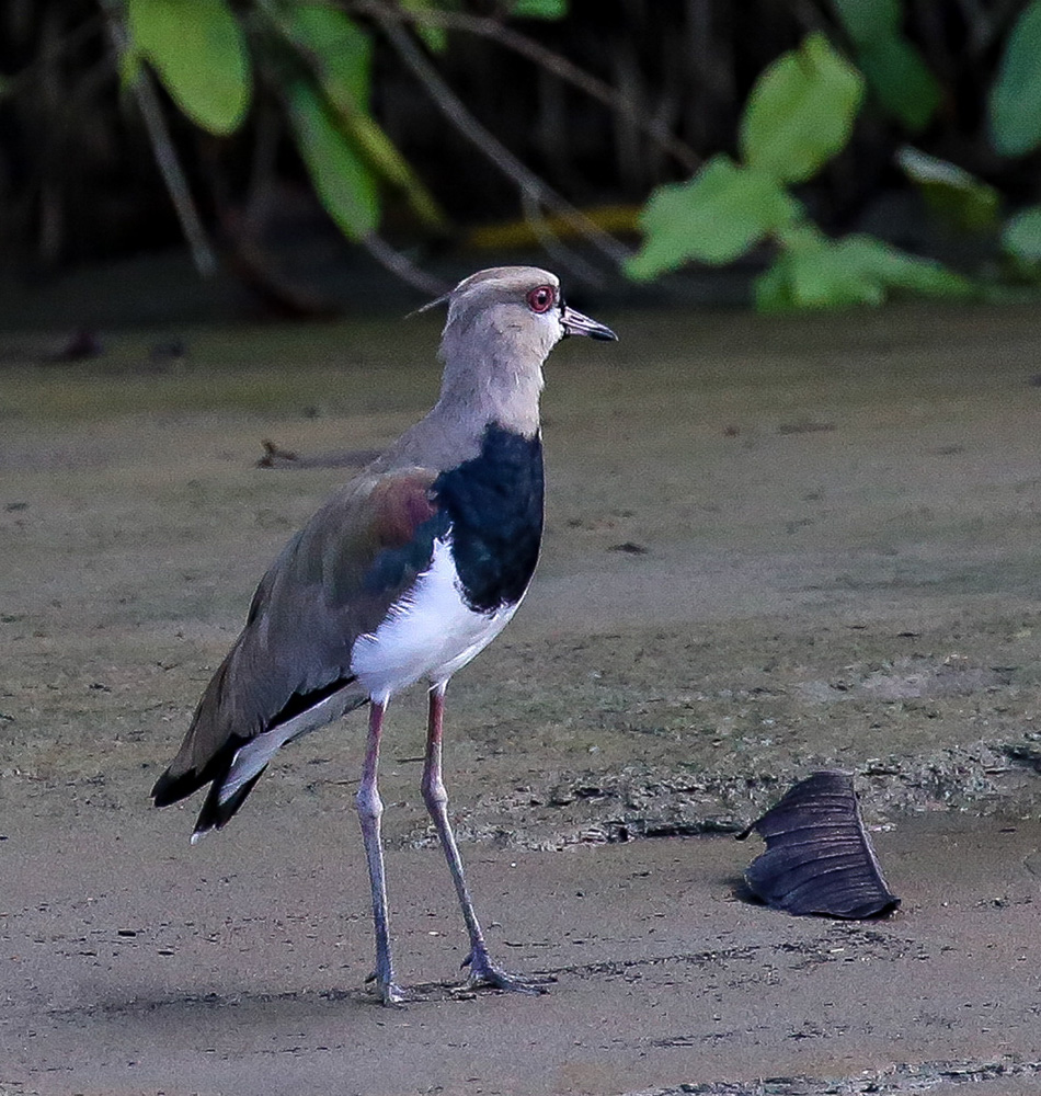 Oiseau inconnu dans mon guide