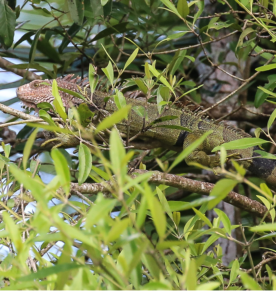 Iguane