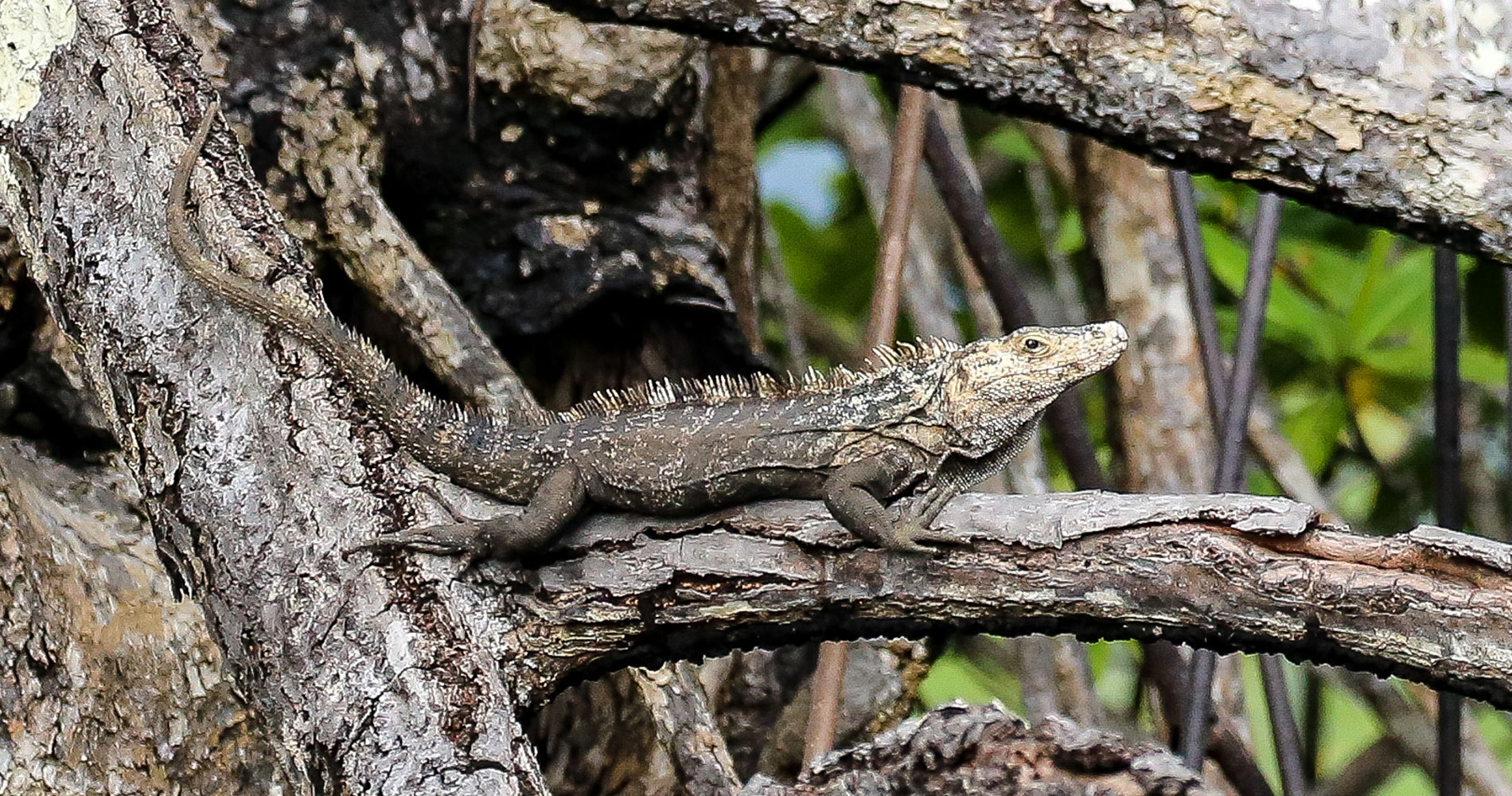 Iguane