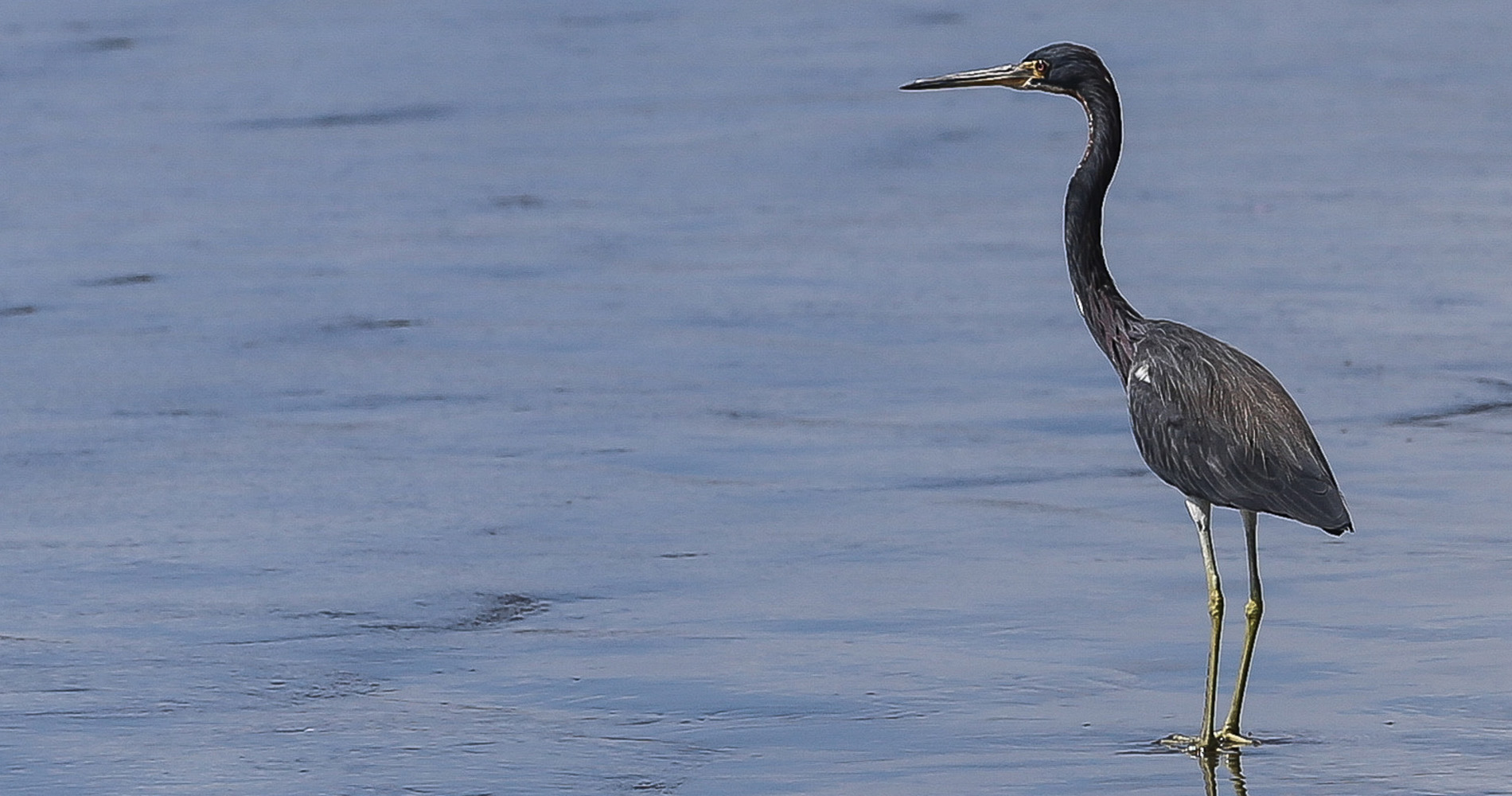 Une des rares habitantes de Coyote : l’aigrette bleue