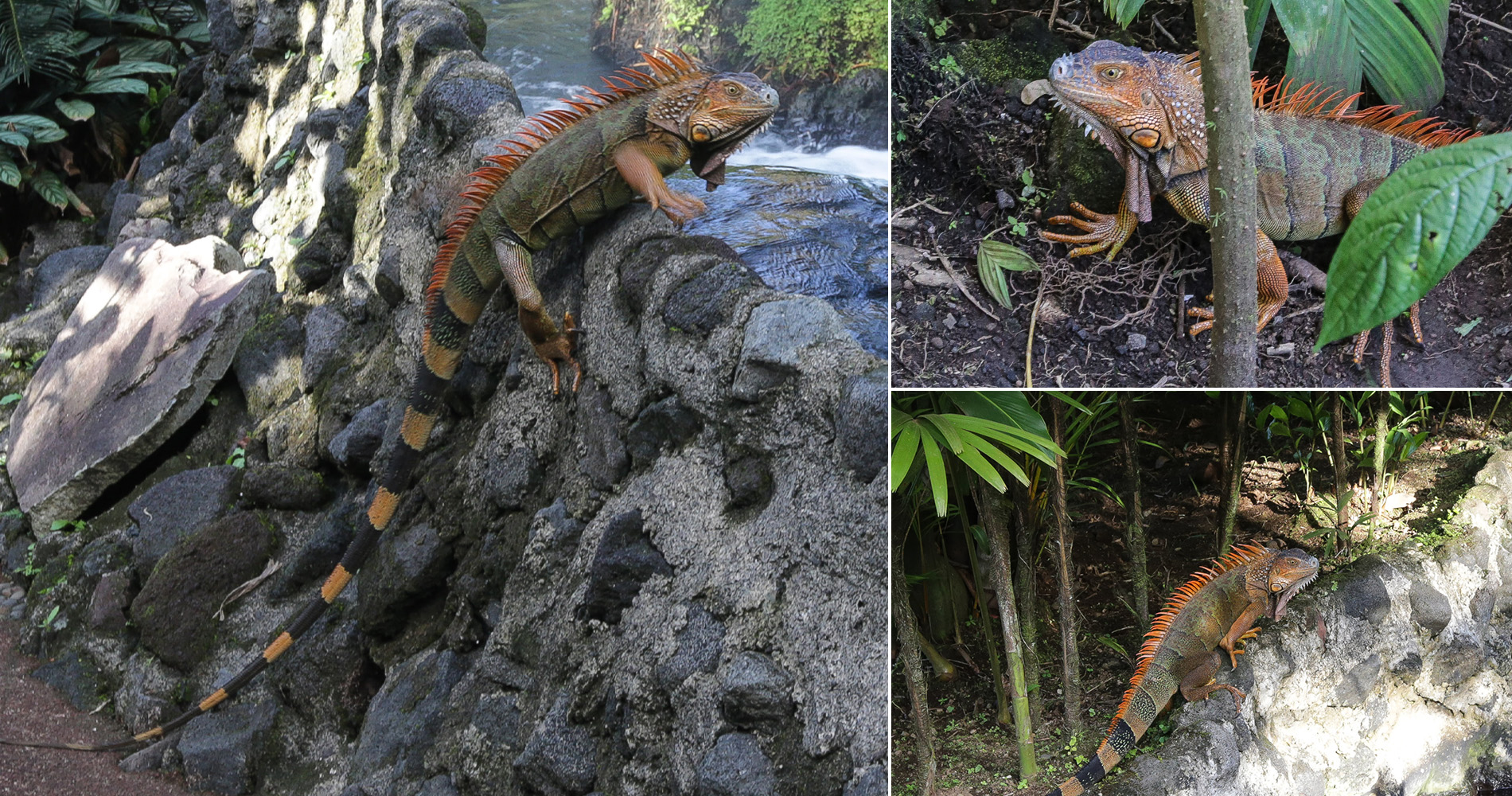 Iguane