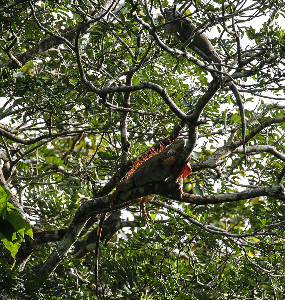 Iguane mâle et iguane femelle