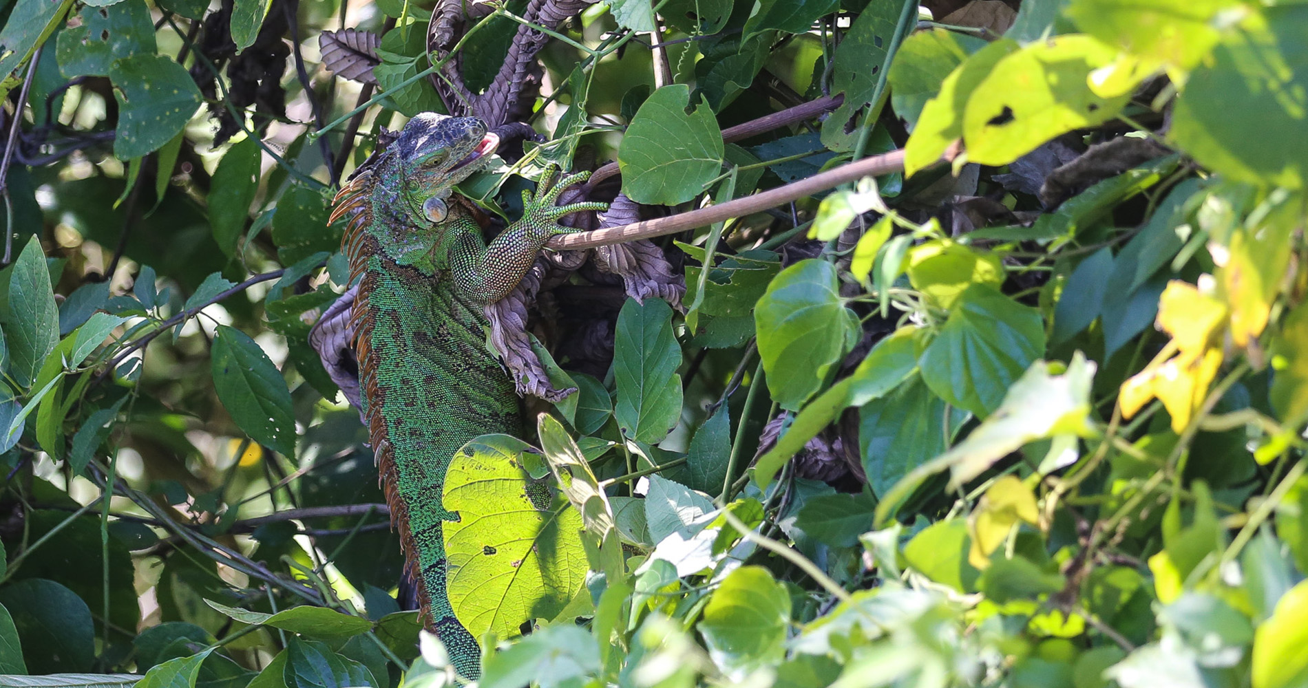 Iguane mâle juvénile