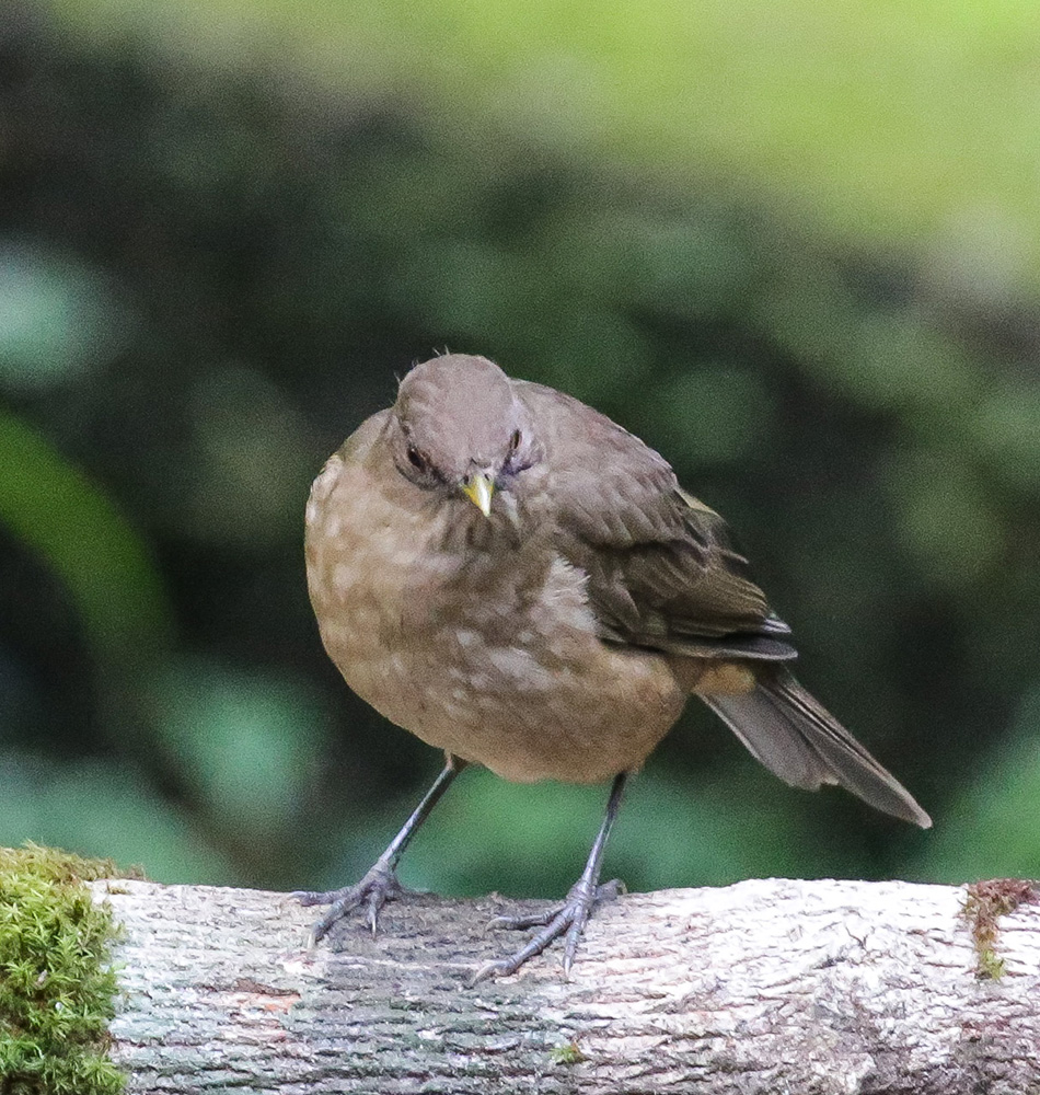 Merle brun (Turdus Grayi), l’oiseau emblème du Costa Rica
