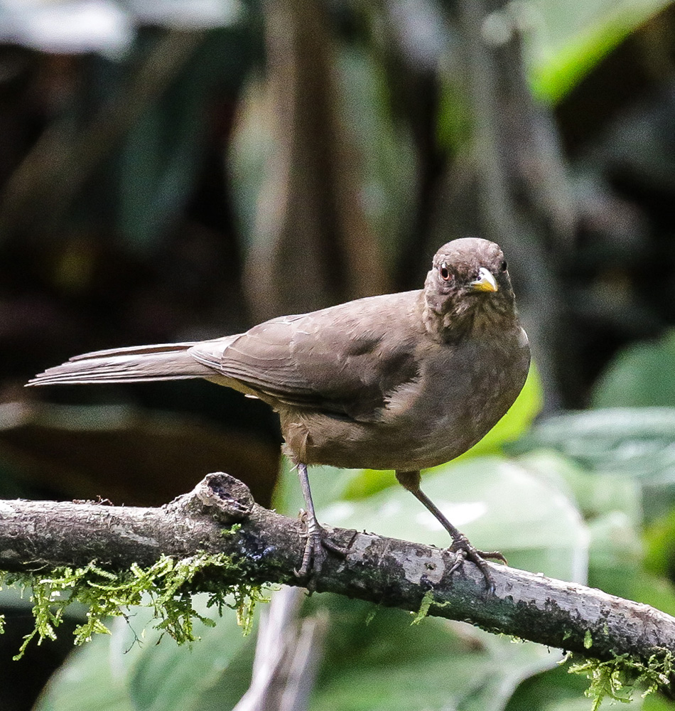 Merle brun (Turdus Grayi), l’oiseau emblème du Costa Rica