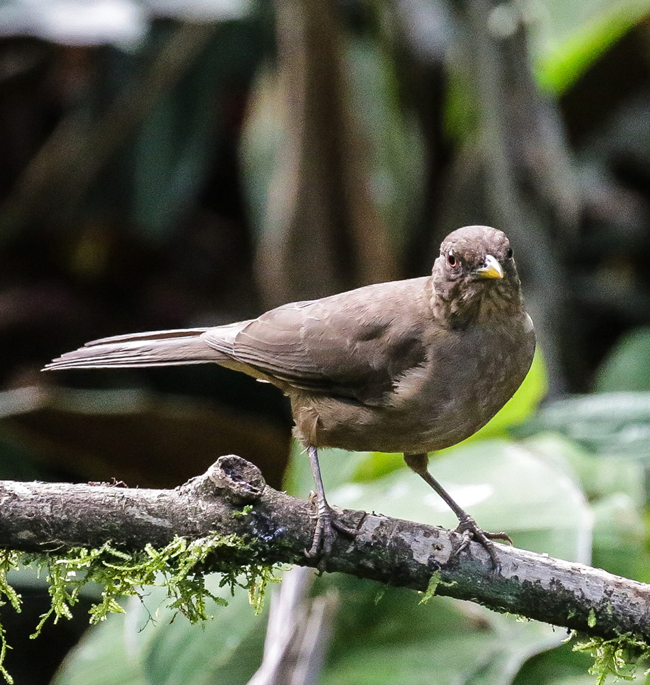 Autre oiseau