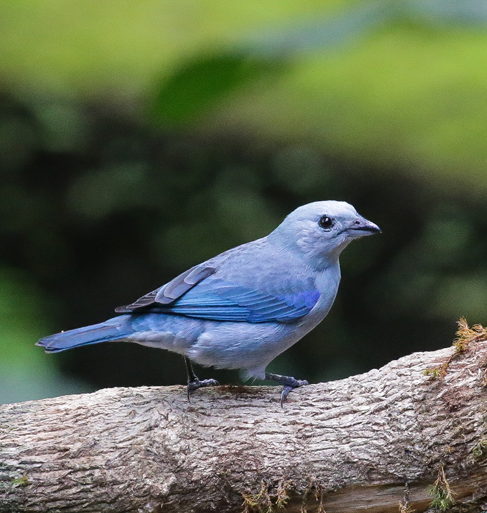 Autre oiseau