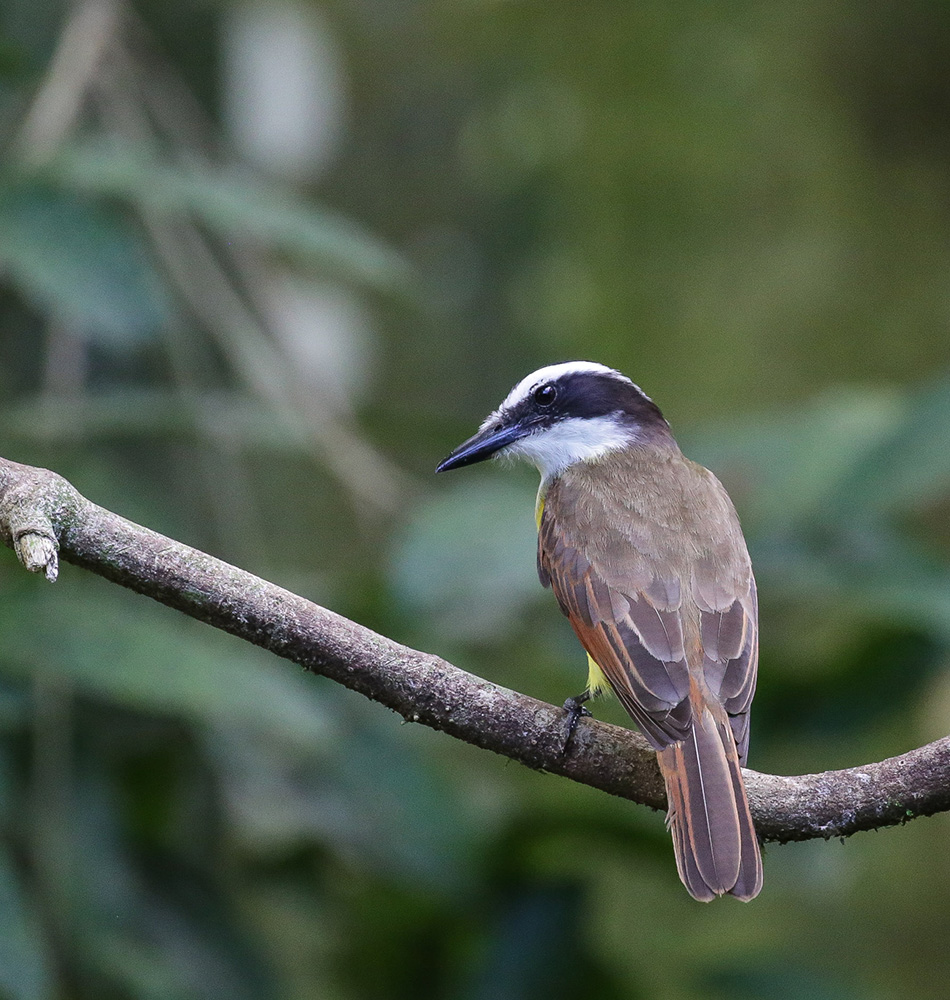 Autre oiseau