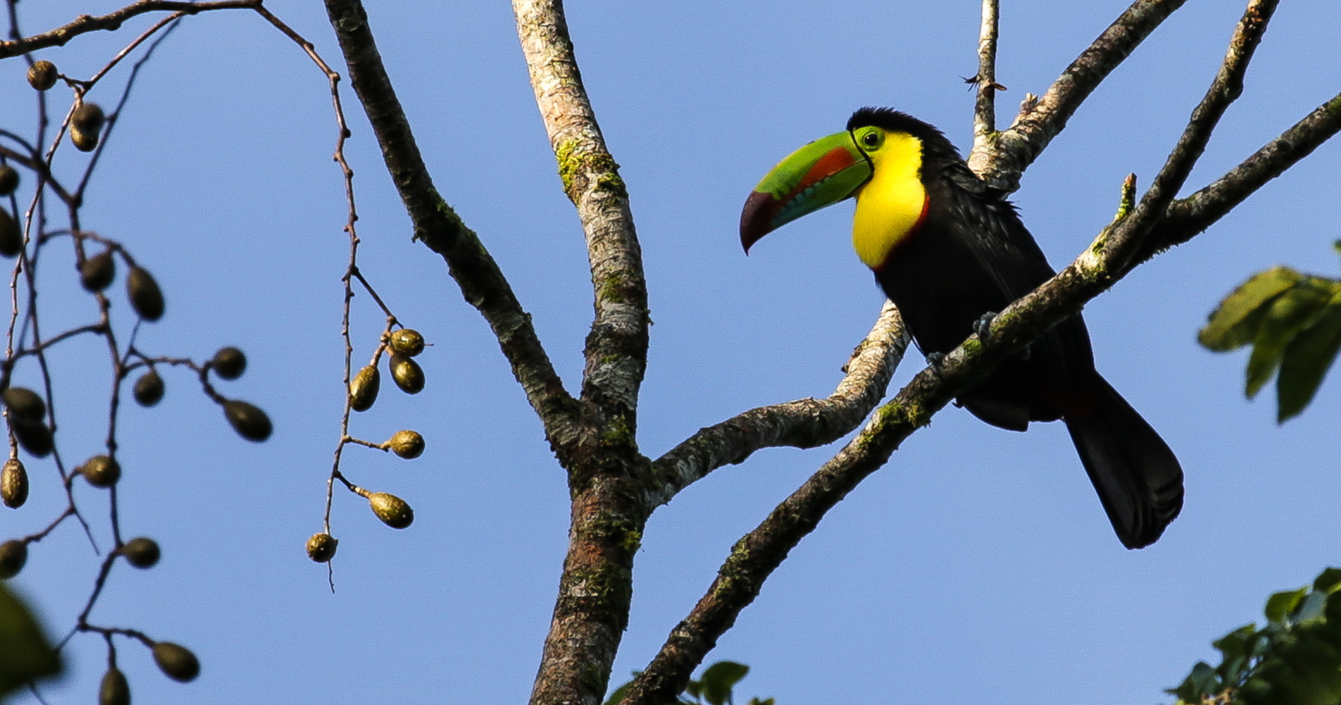 Toucan à Carène