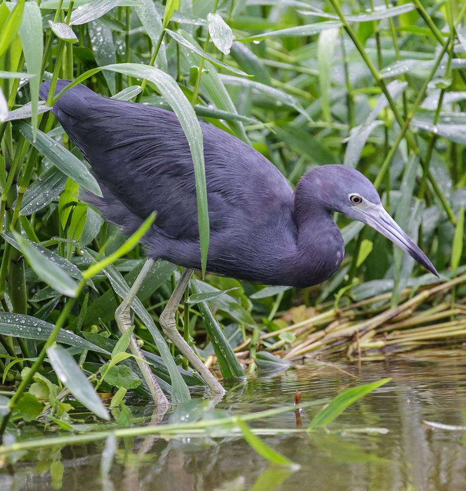 Observation de la flore et de la faune