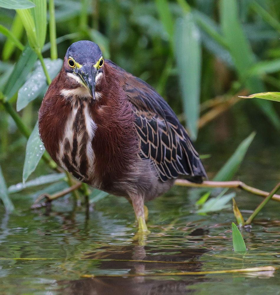 Observation de la flore et de la faune