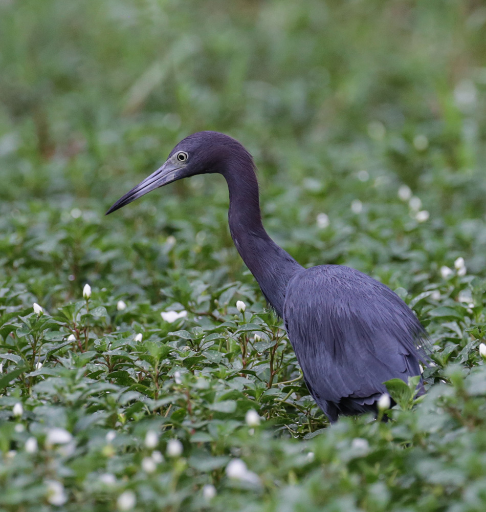 Observation de la flore et de la faune