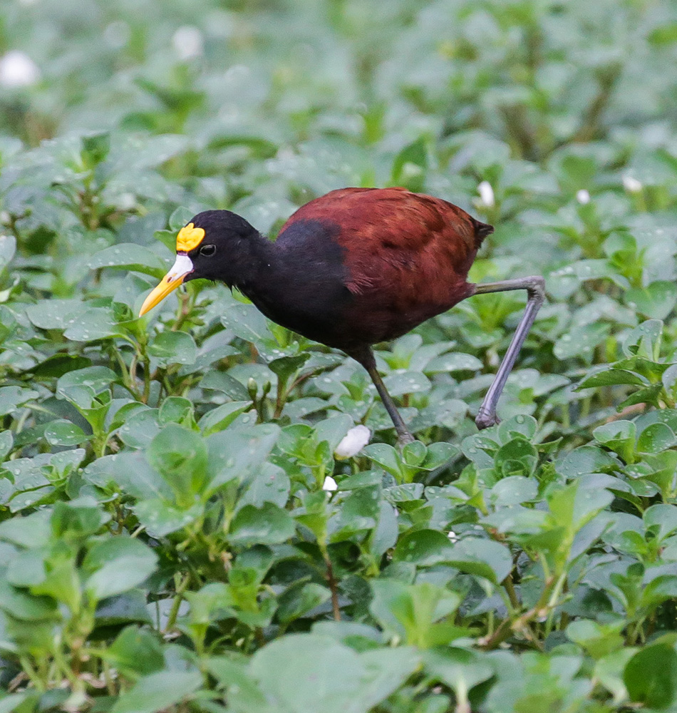 Observation de la flore et de la faune